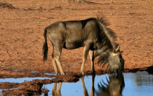 Features image