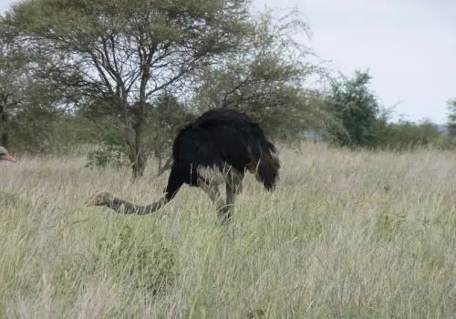 Cheetah