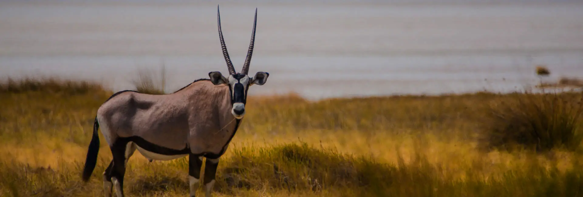 9 Days Pride Of Namibia Safari