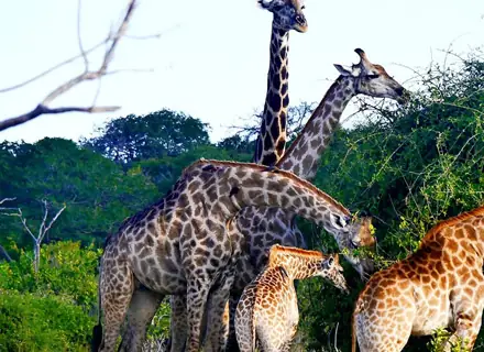 Chobe National Park