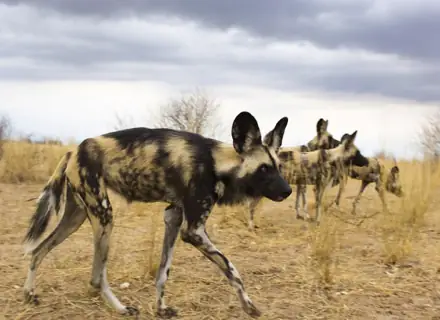 Central Kalahari Game Reserve