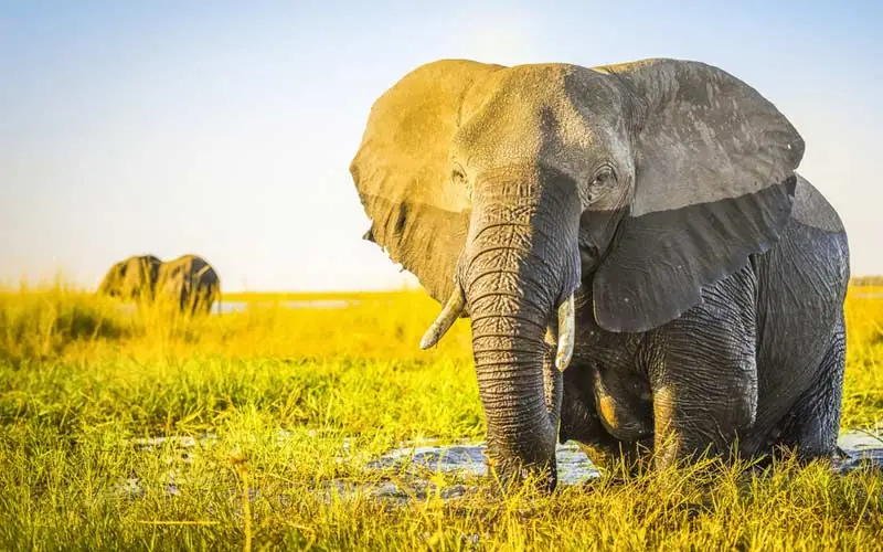 Kasane National Park