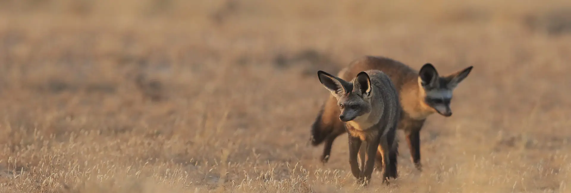 Kgalagadi Transfroniter Park