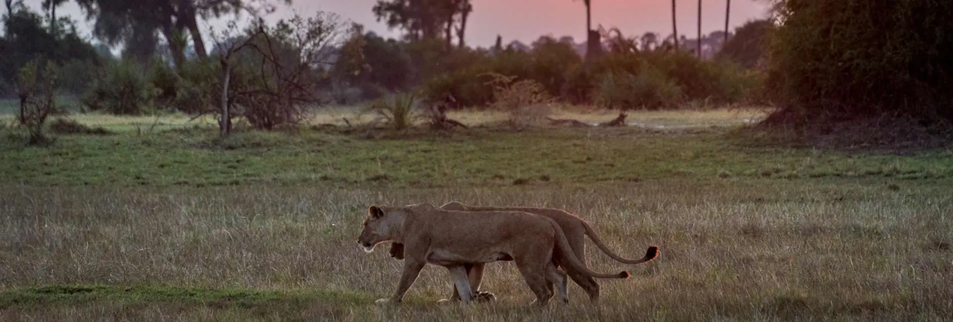 Moremi Game Reserve