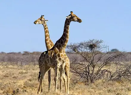 Etosha National Park