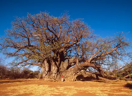 Mahango Game Park