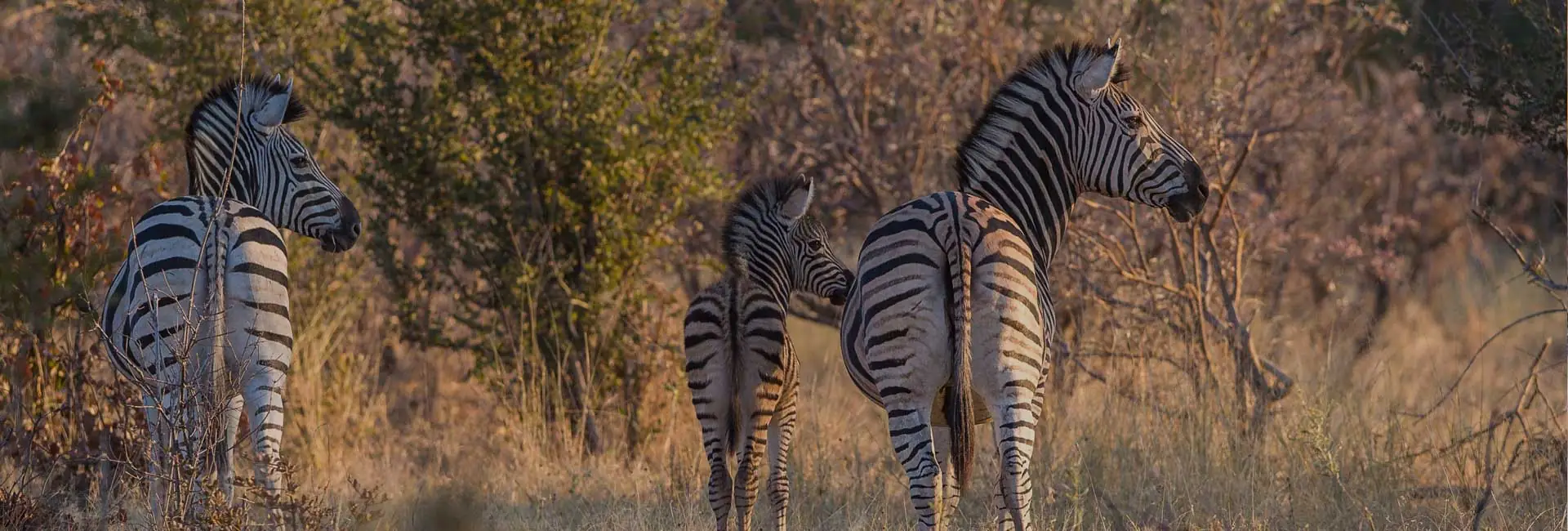 Nxai Pan National Park