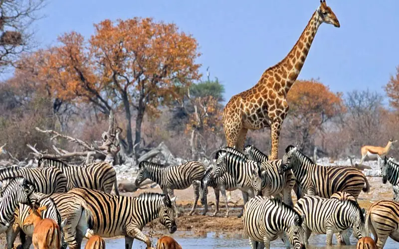 Swakopmund National Park